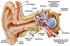 The-Inner-Ear